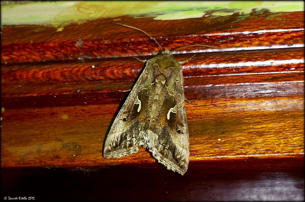 Richiesta id. lepidottero notturno 2 - Autographa gamma